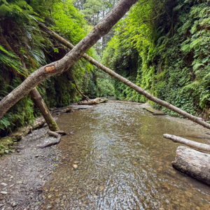 Redwood National and State Parks Guide 2026 digital PDF featuring Fern Canyon, tall redwood trees, scenic drives, hikes, and family travel tips