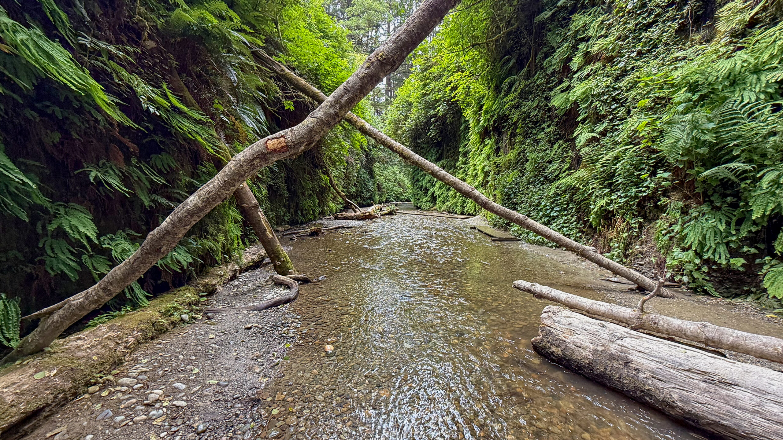Redwood National and State Parks Guide 2026 digital PDF featuring Fern Canyon, tall redwood trees, scenic drives, hikes, and family travel tips