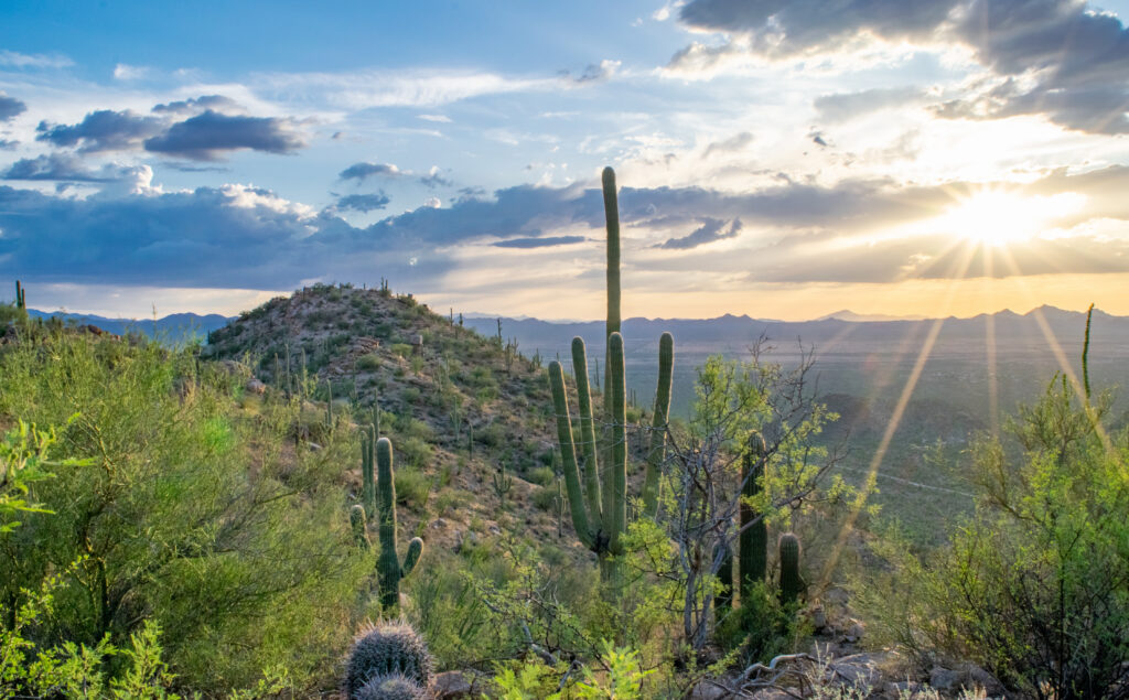 Saguaros Cacti