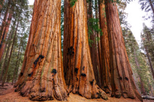 The Ultimate West Coast National Parks Road Trip: Los Angeles to Seattle Through 11 National Parks